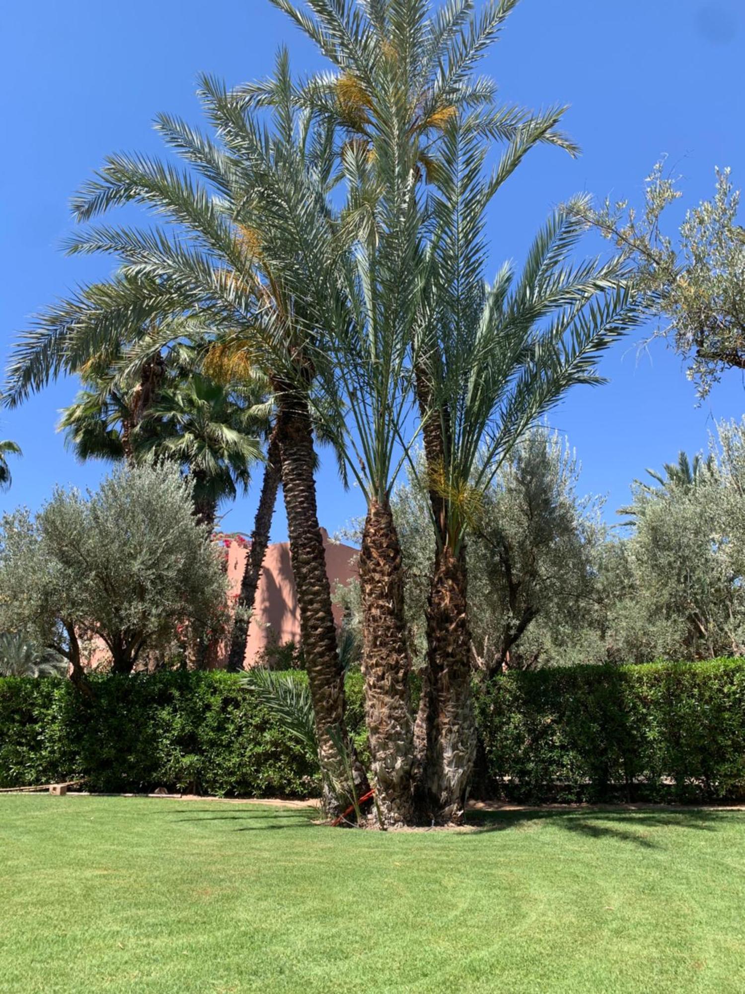 Villa Avec Piscine Privatisee A La Palmeraie Marrakesh Esterno foto