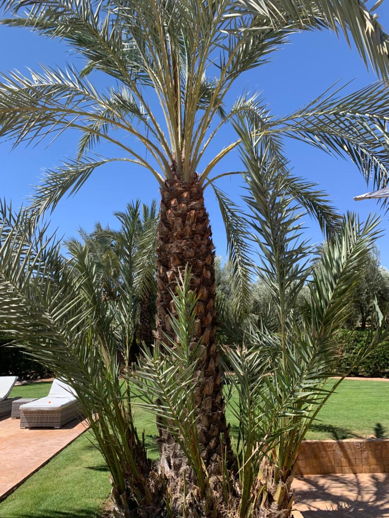 Villa Avec Piscine Privatisee A La Palmeraie Marrakesh Esterno foto